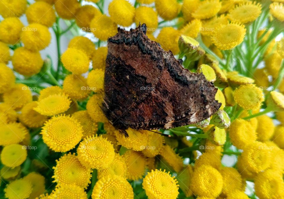 Butterfly and Spring