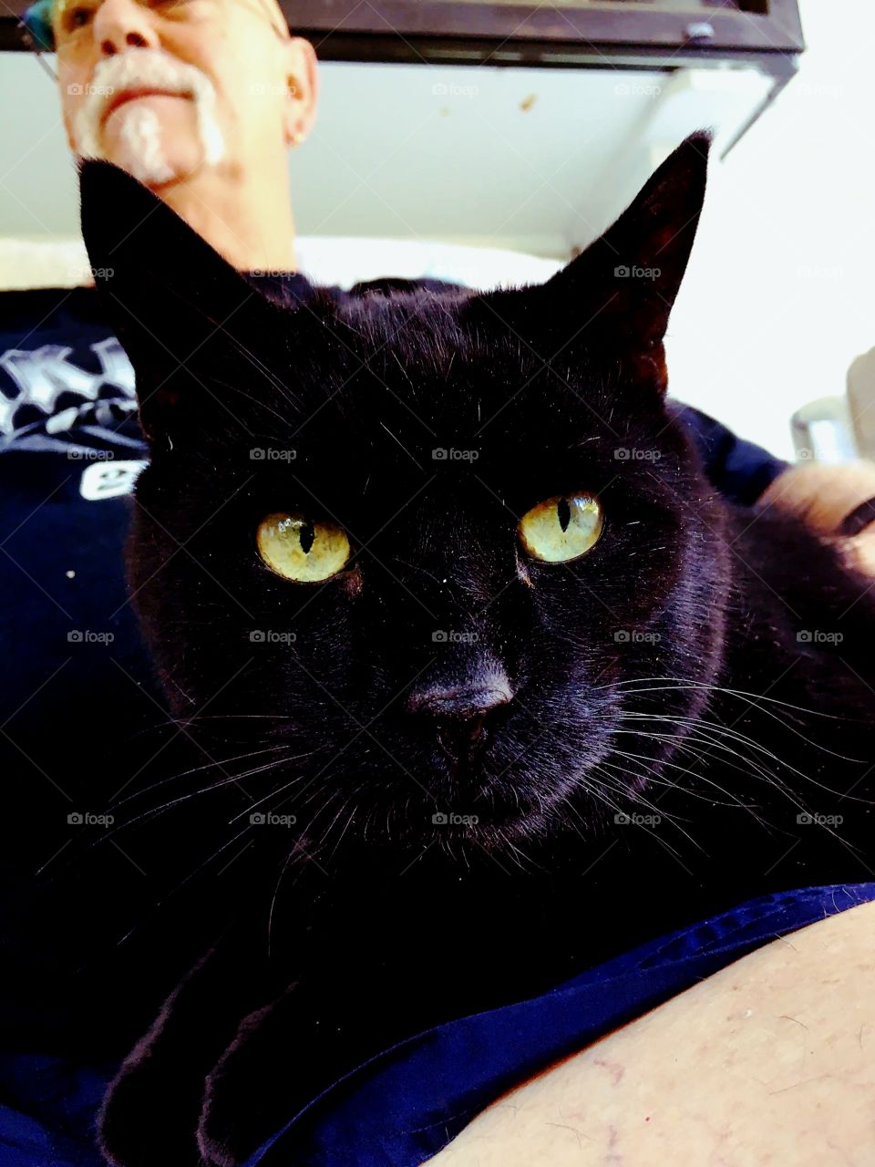 Black Cat, green eyes, on her masters lap.