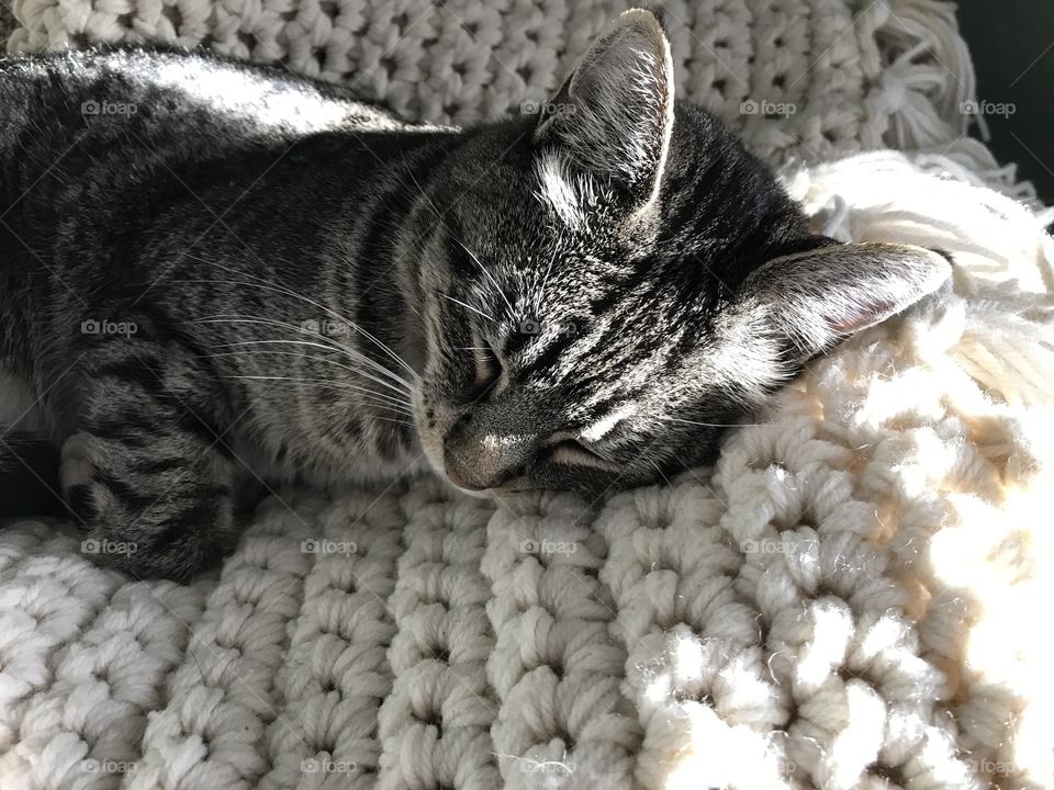 Sunday Sleepy Kitten