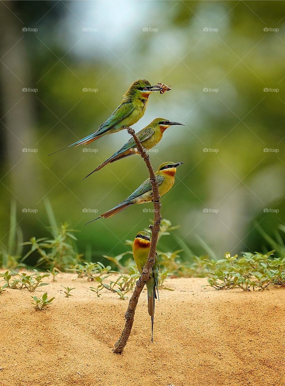 Beautiful and cute bird