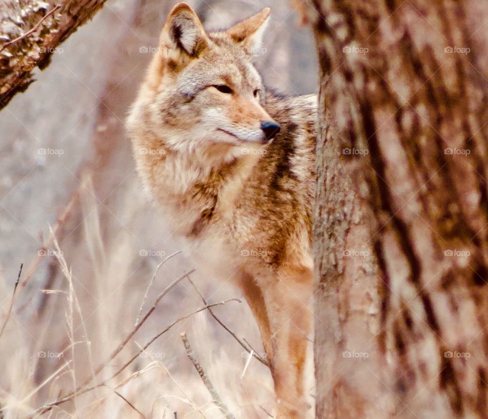 Beautiful coyote