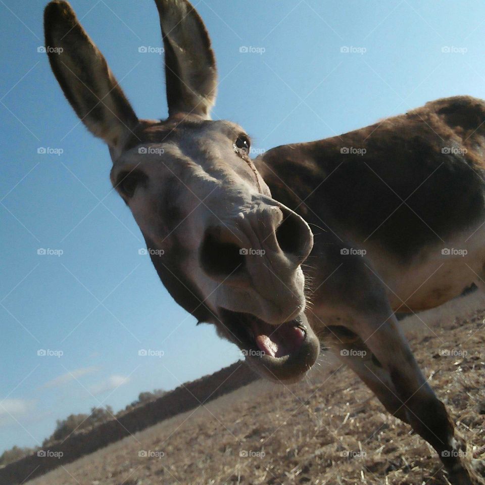 Donkey braying.