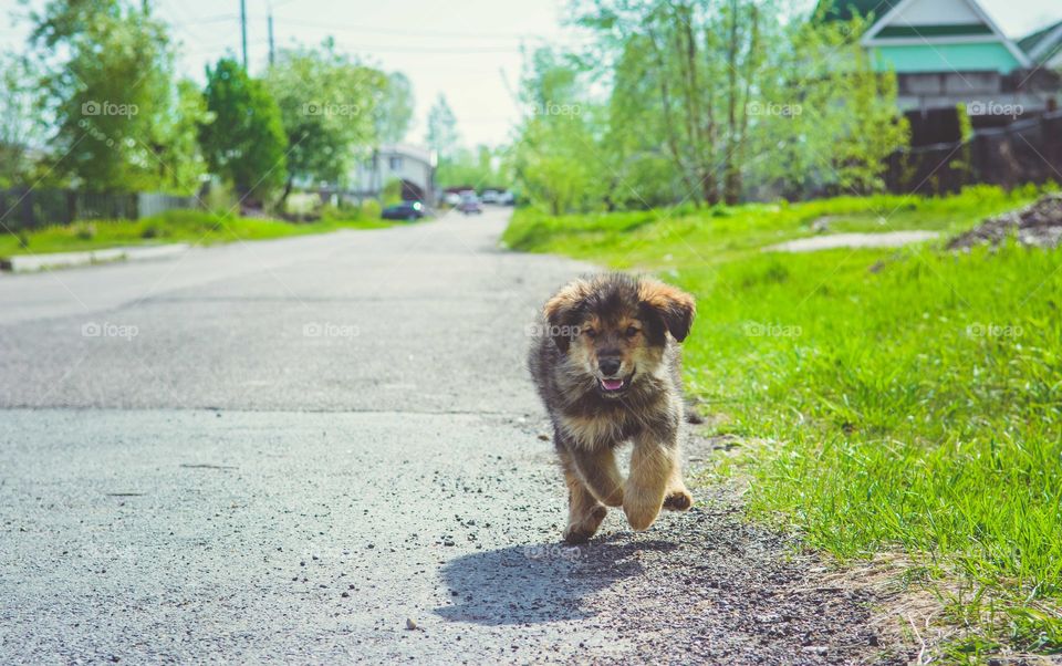 Puppy running on road
