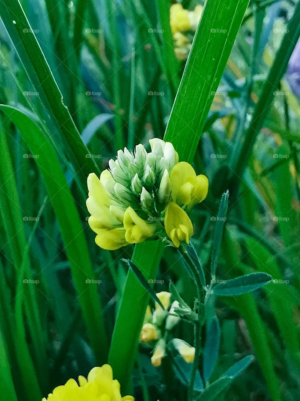 Flower in greenary
