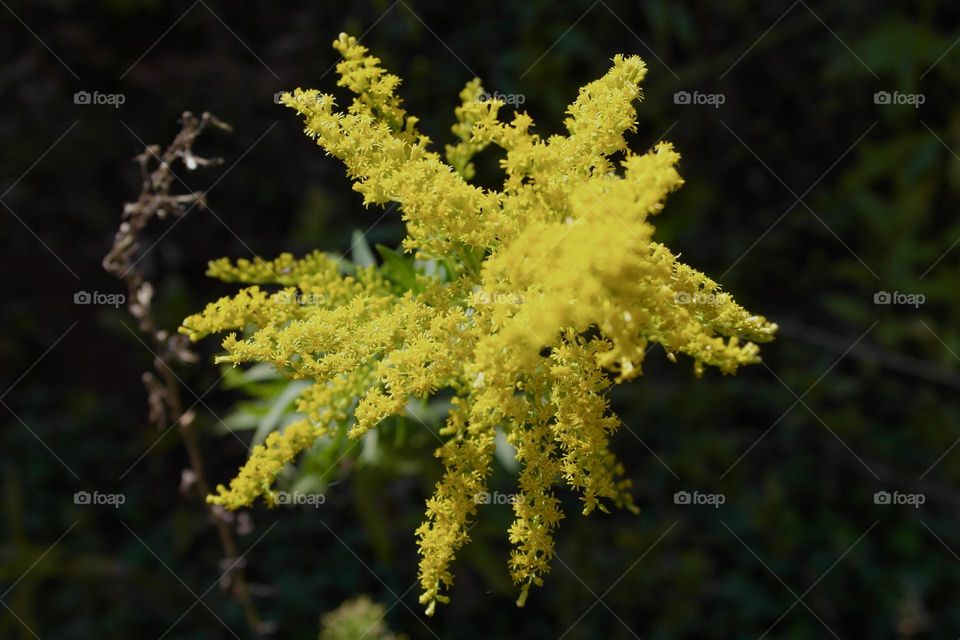 Goldenrod 