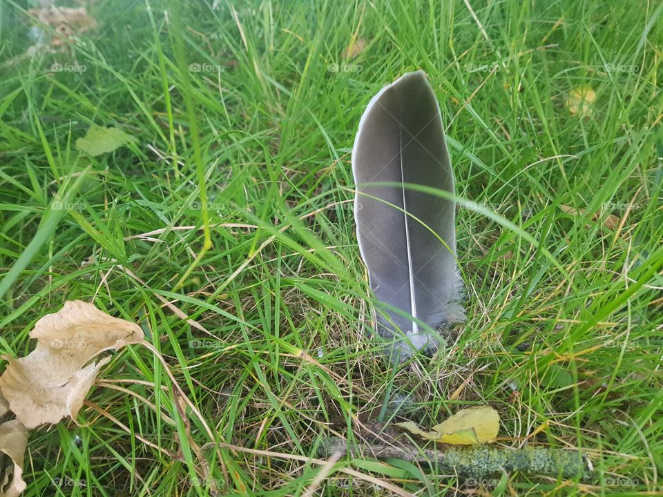 A loose dark and white feather lying on the lawn, of a wild bird from nature. outdoor, wildlife.