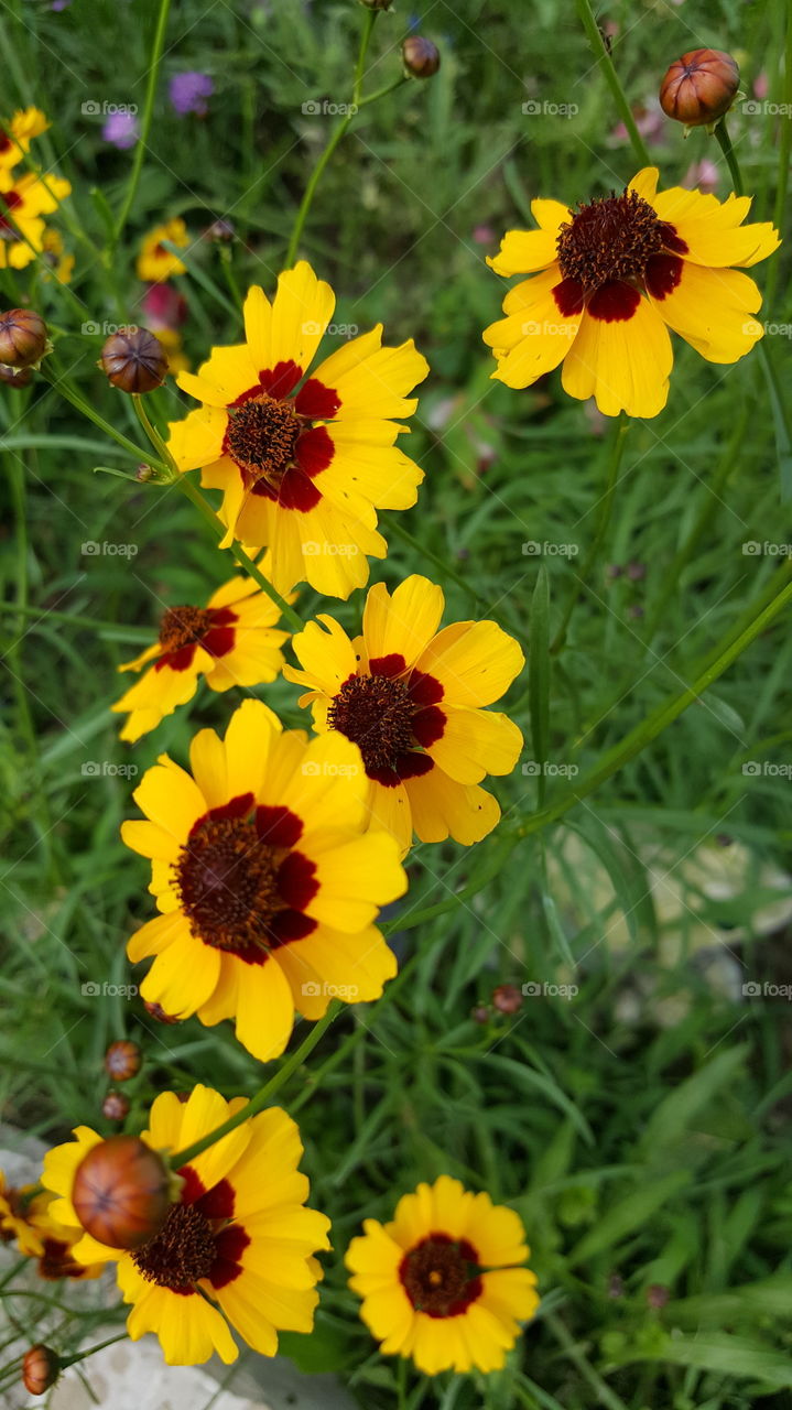 flowers yellow bunch