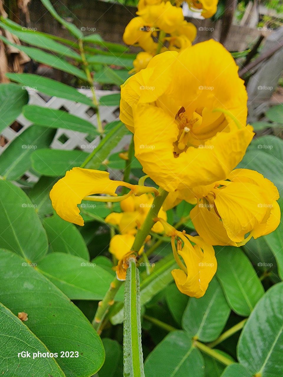 Yellow king of the forest