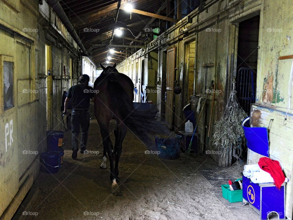 Belmont Park Shed Row. Early morning workouts at Belmont Park with exercise riders and trainers getting their thoroughbreds ready to train.