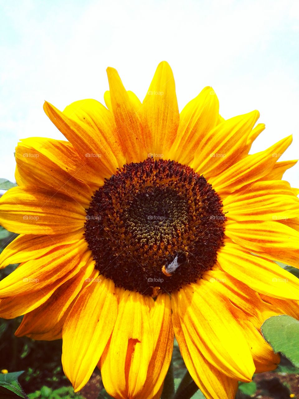 sunflower and bee