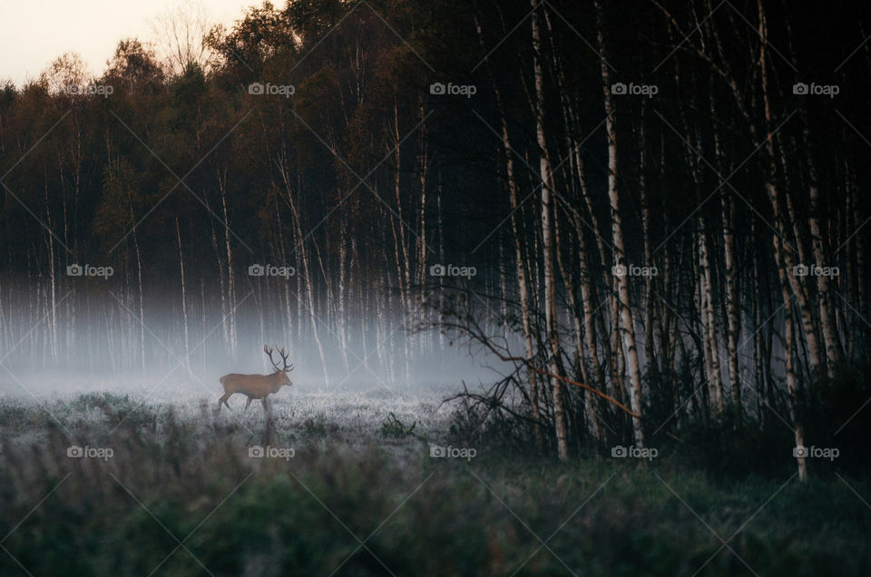 Red deer stag with antlers goes to foggy forest in autumn in Belarus