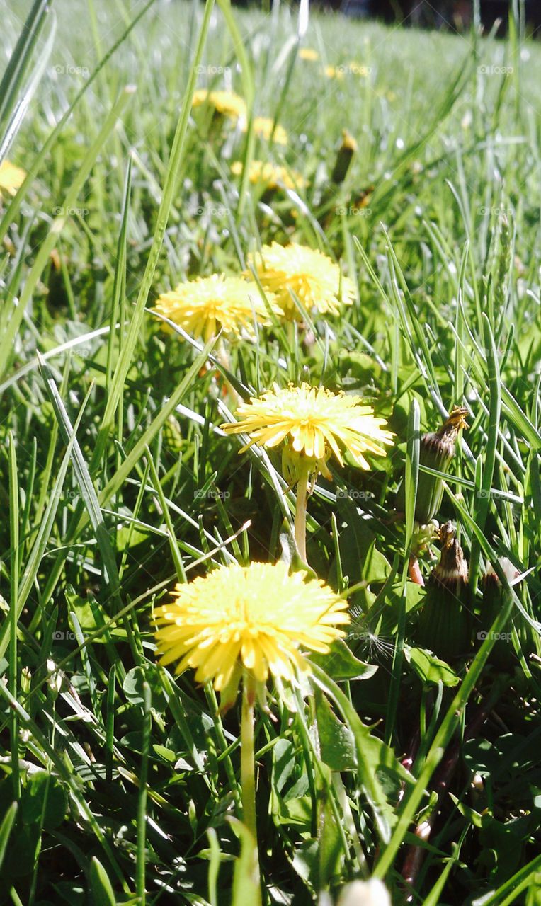 Nature, Grass, Flower, Summer, Hayfield