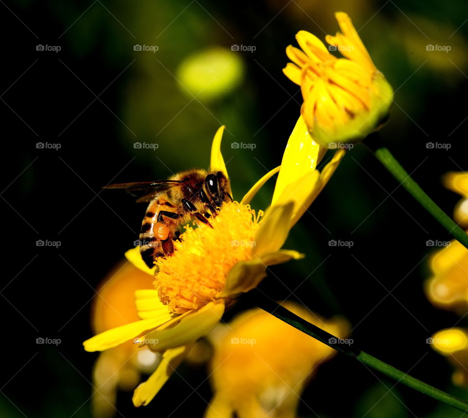 Bee enjoys a yellow flower in