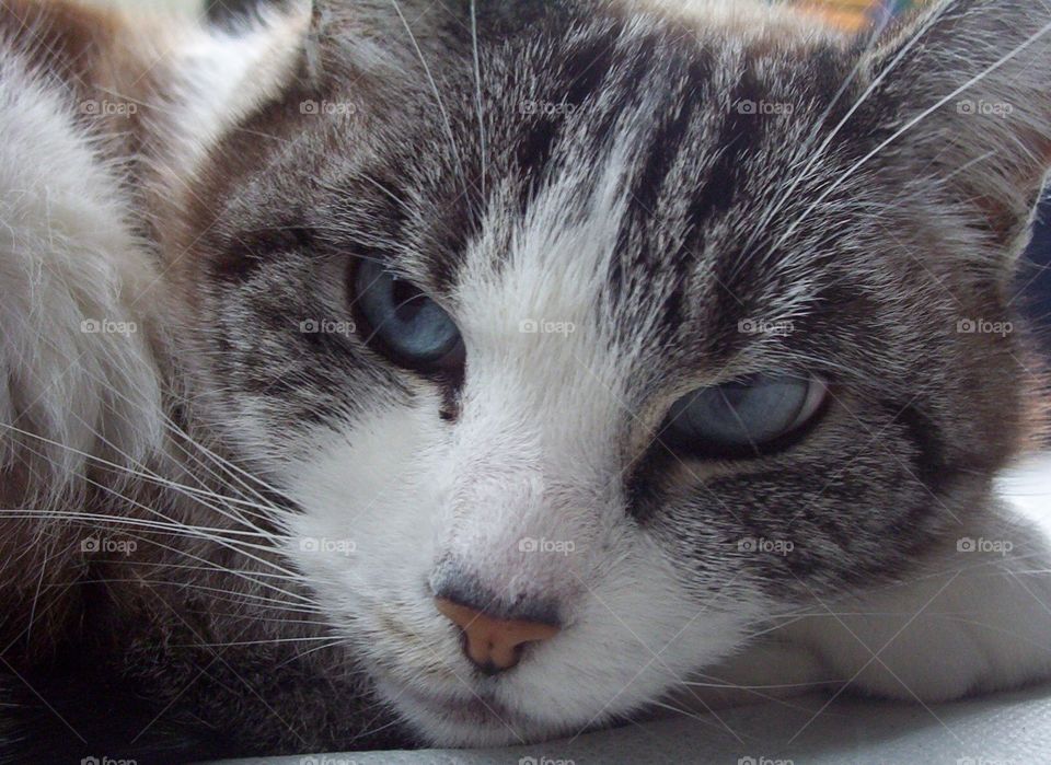 Cat with Siamese genes sleepy and alert