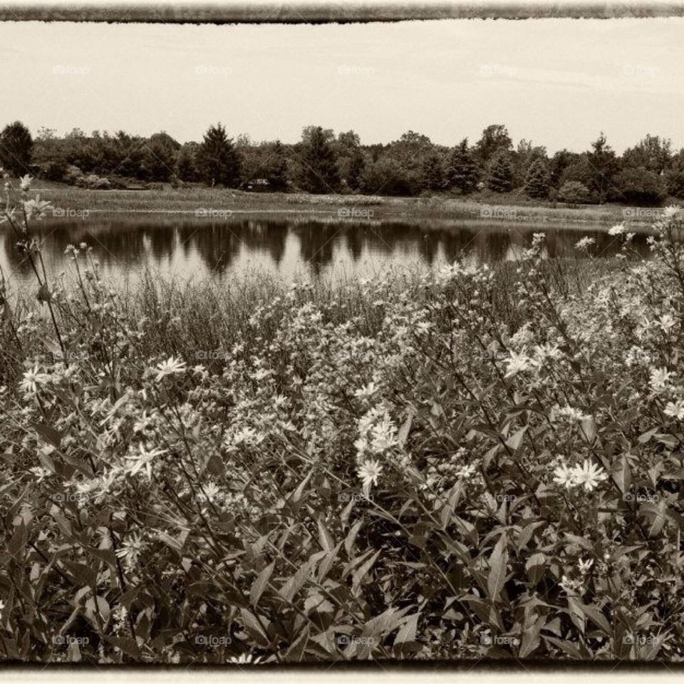 Pond at Morton Arboretum.