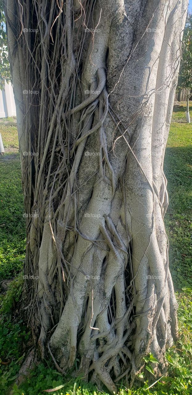 tree trunk in a park.