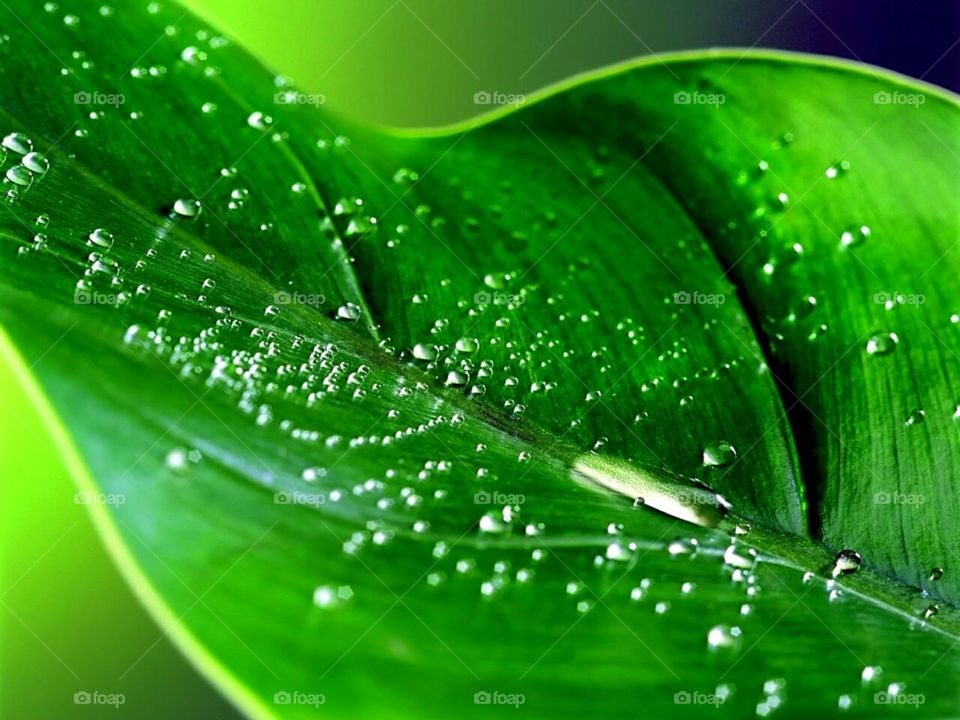 In this photo you can see a Leaf with water droplets 