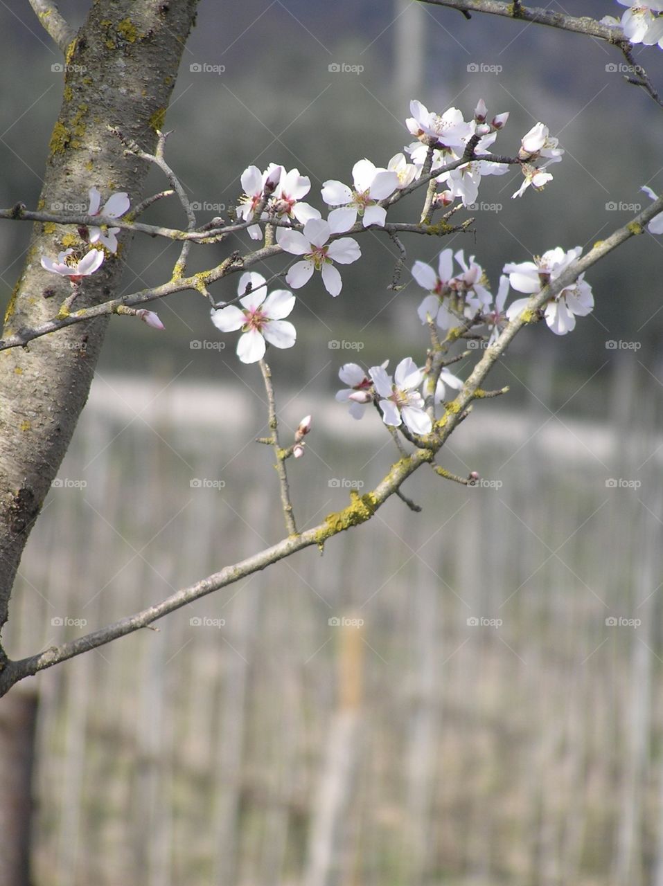 The vineyard’s dainty pale blooms introduce spring as a preview to the soon to be lush rows of green with luscious dollops of purple!  