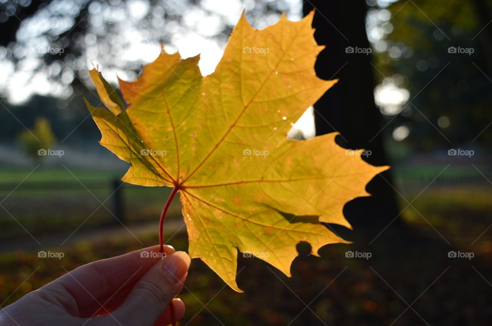 yellow maple leaf