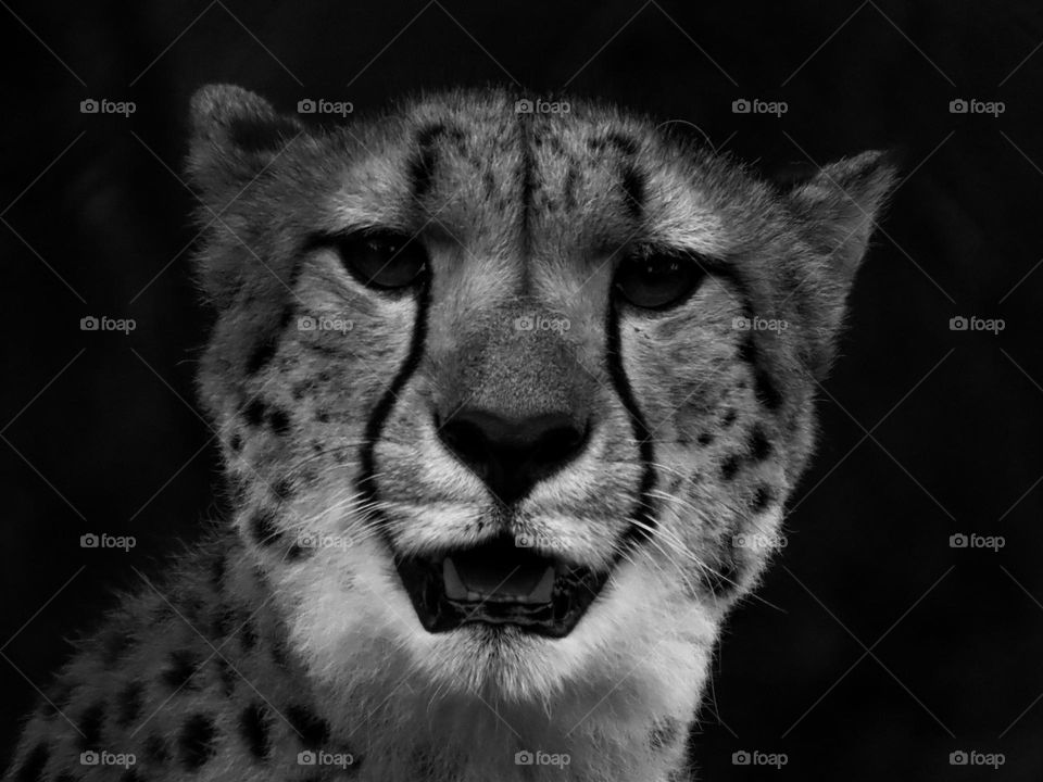 Black and white cheetah staring down the camera lense