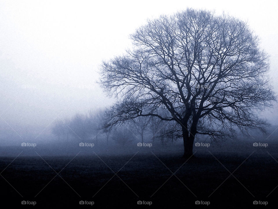 blue alone tree cold by destinysagent