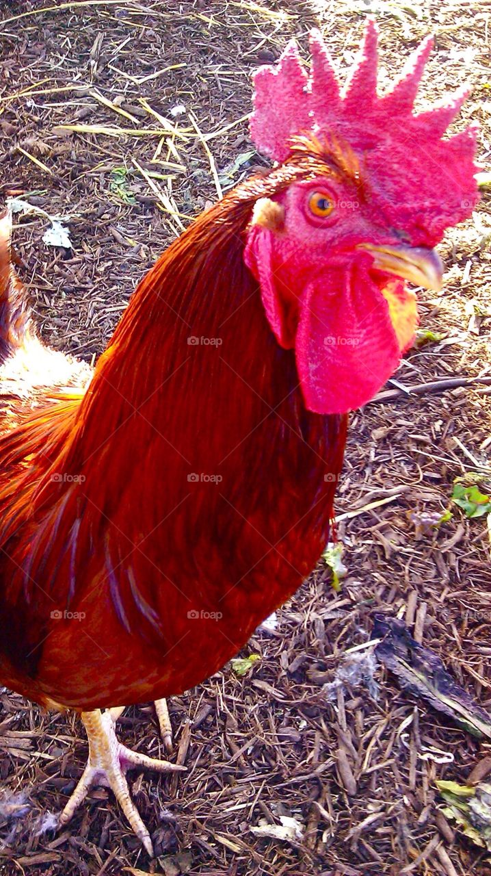 Cockadoo . Red rooster on a farm 