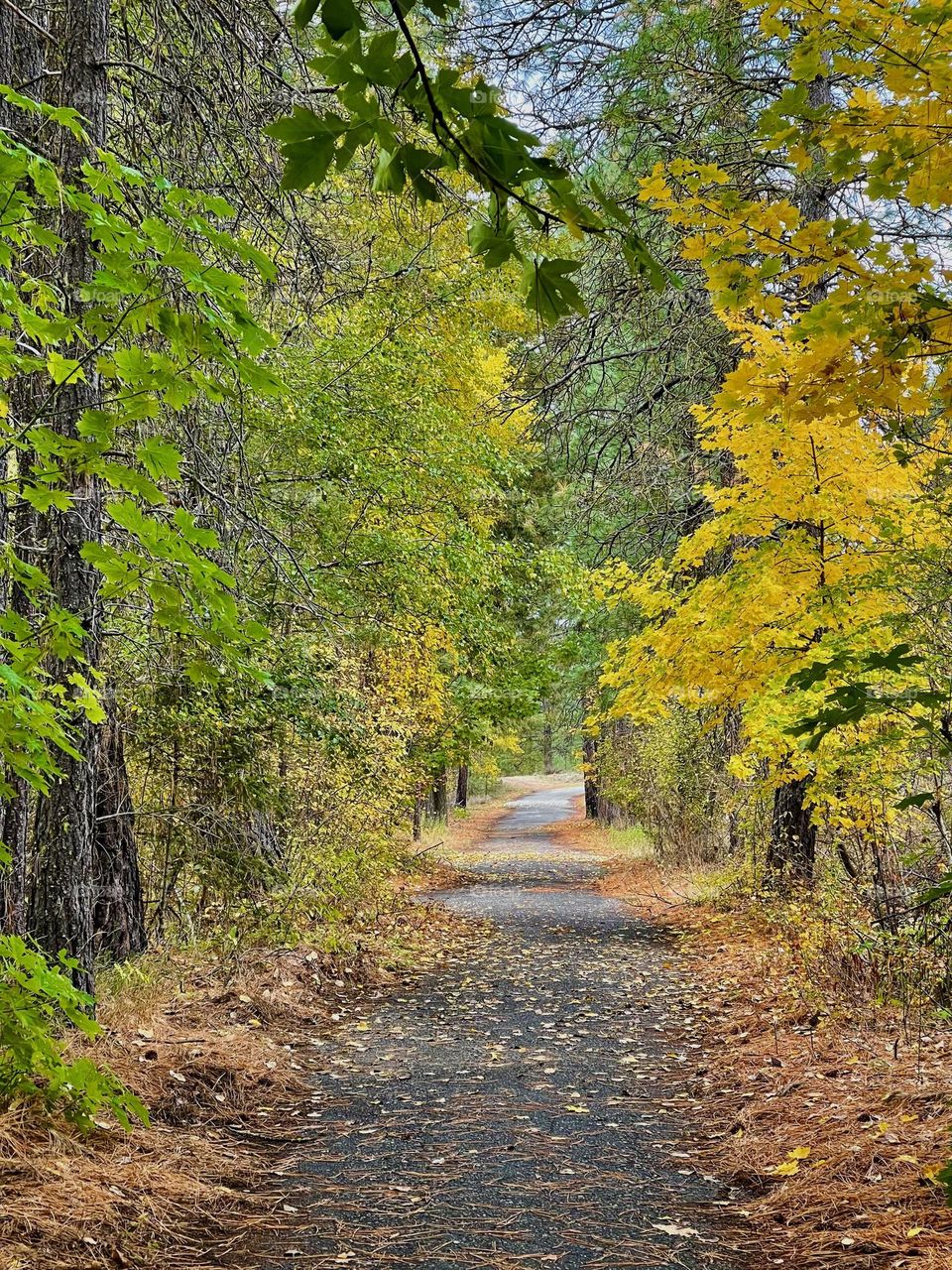 Beautiful alley in the autumn park 