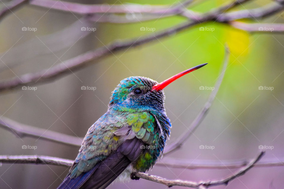 Bird, Wildlife, Nature, No Person, Animal