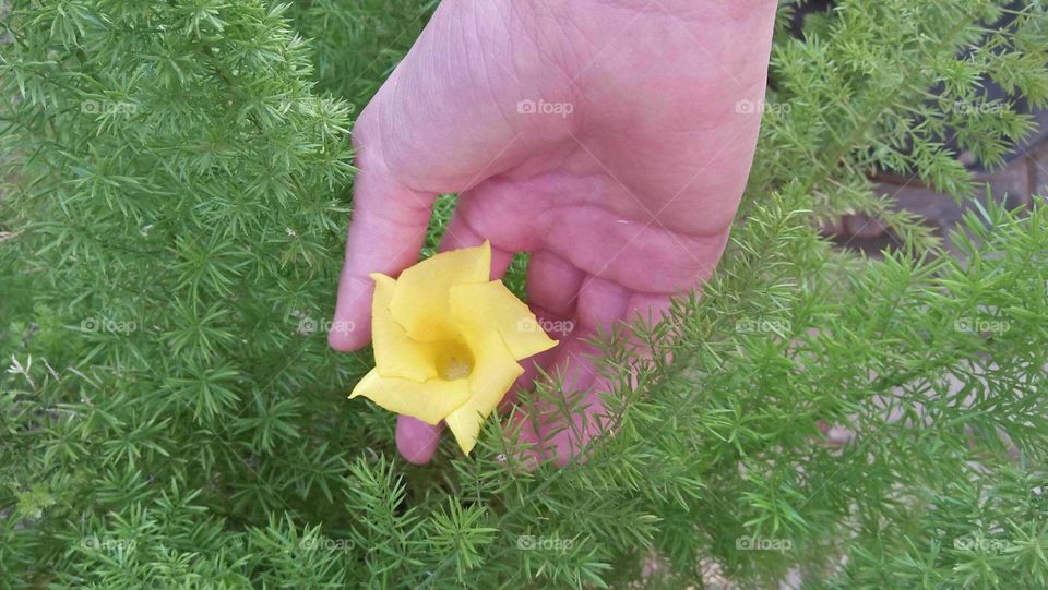 i m holding beautiful flower.