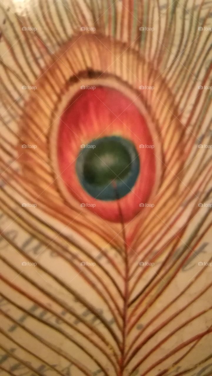 peacock eye
