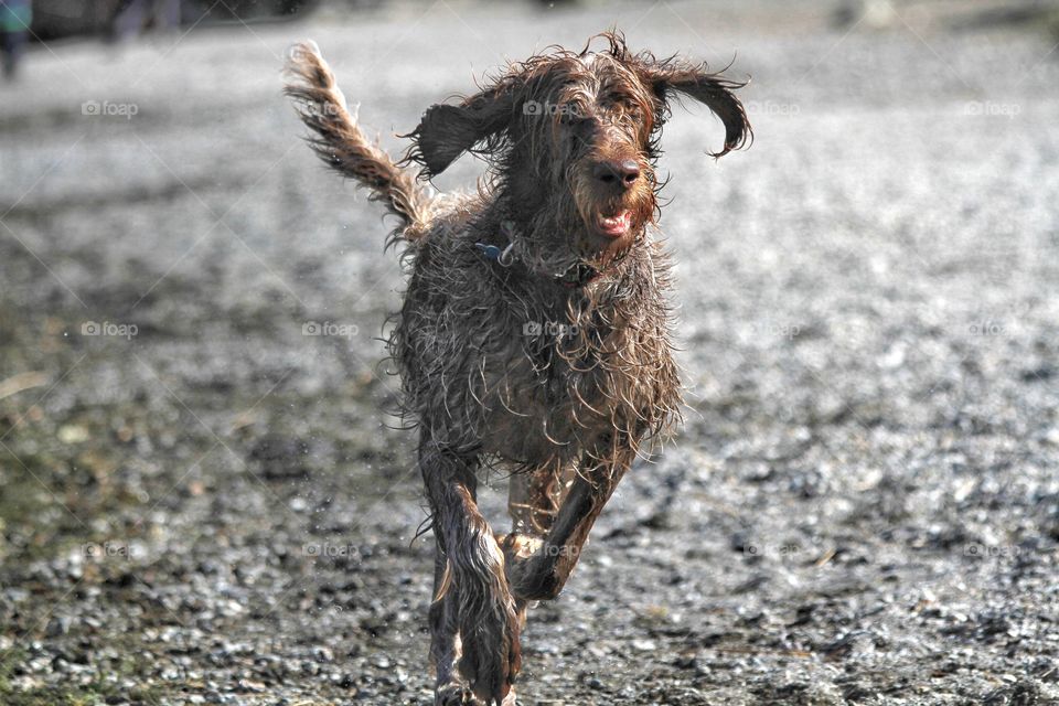 A wet dog called a Labradoodle playing and running along a beach.