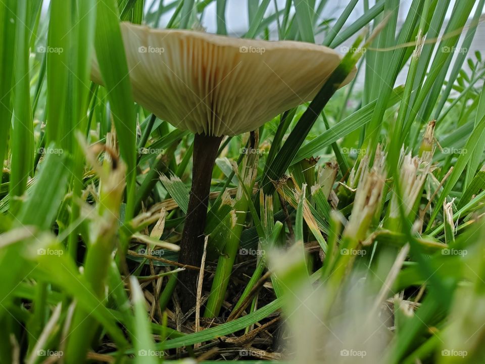 underneath a mushroom nestled in the grass