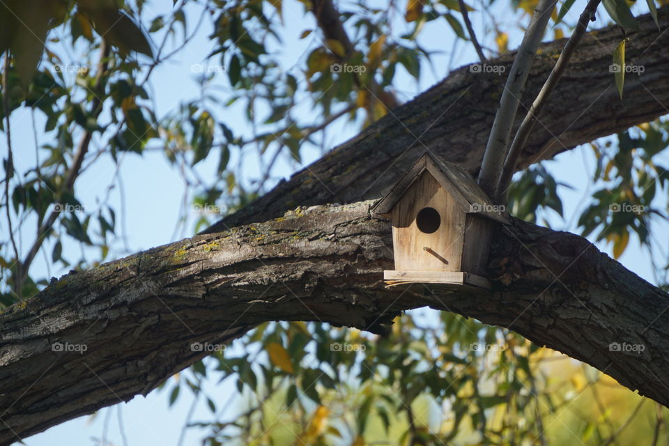 birds house in a tree