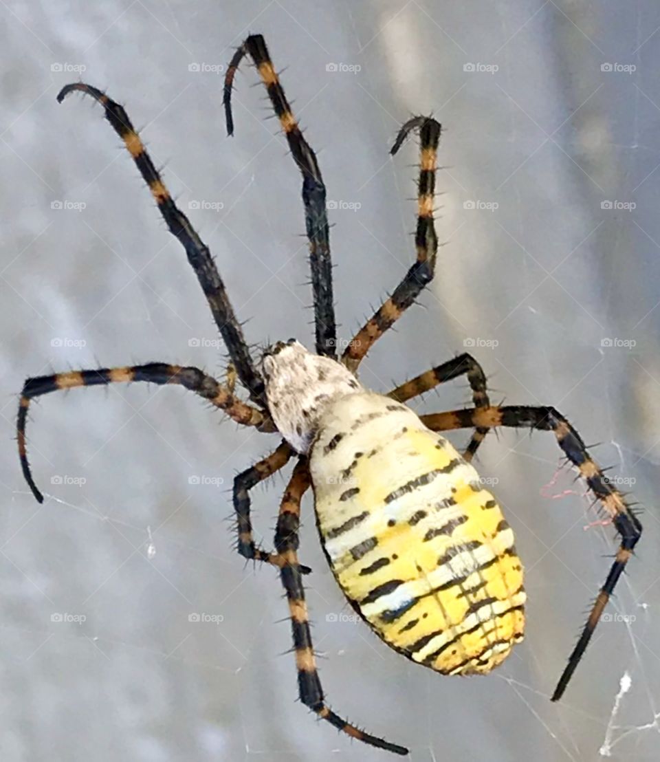 Yellow and Brown Garden Spider