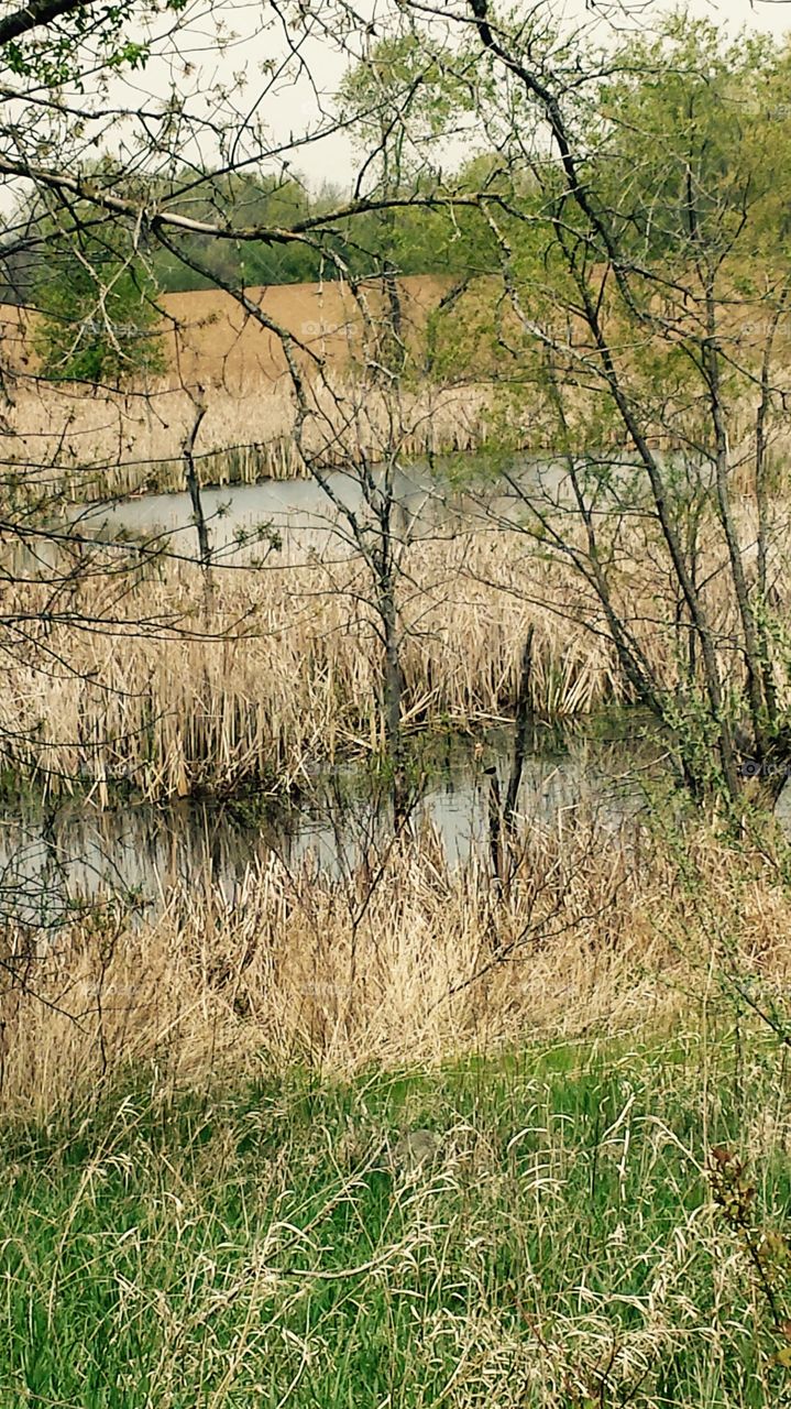 The Bog. Natural Grasslands