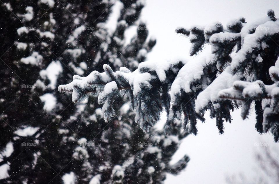 Tree covered on first snow