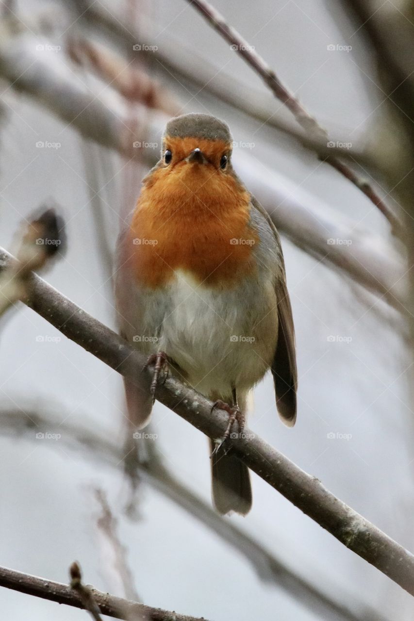 Robin