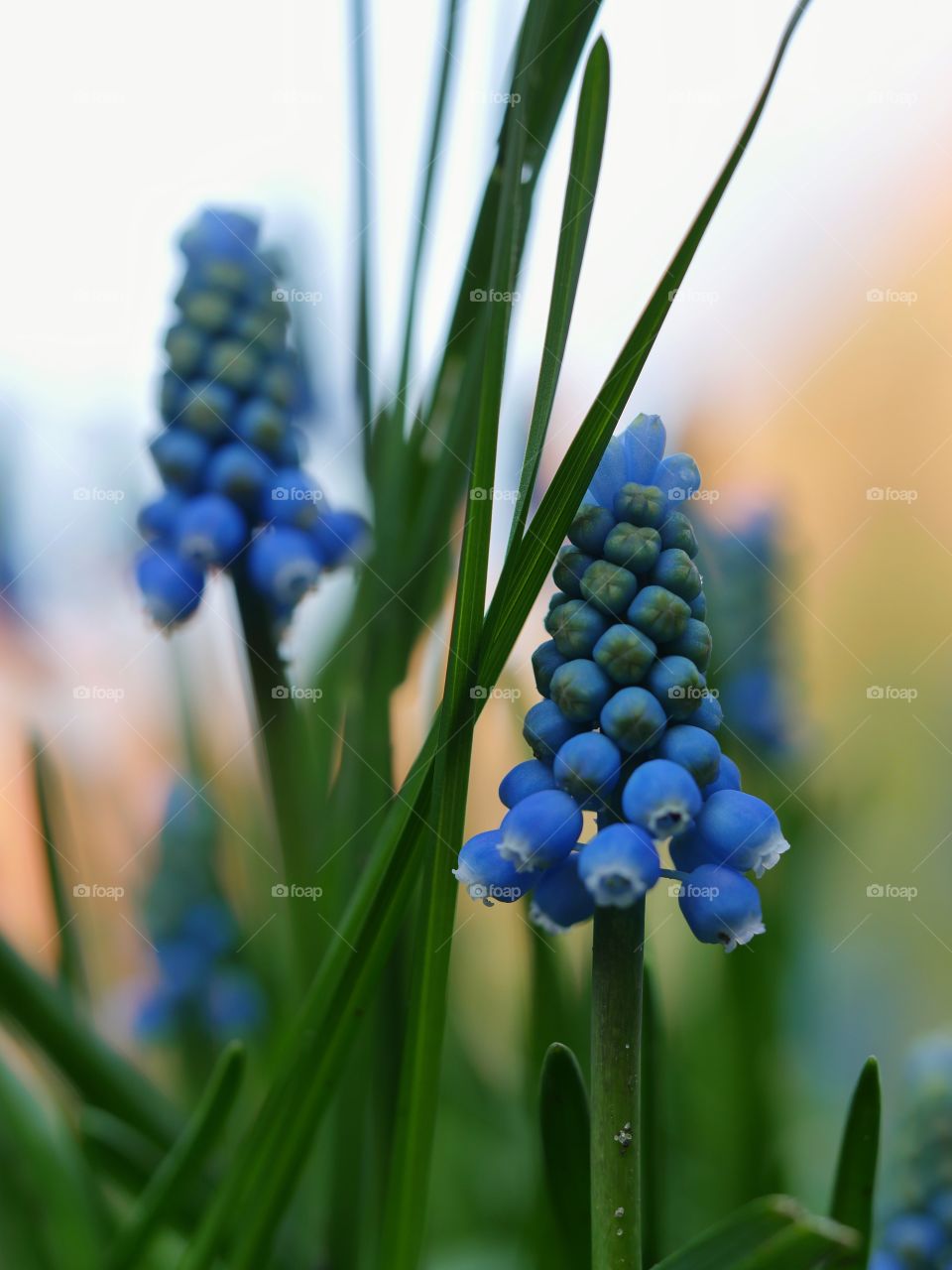 Close up of grape hyacinth