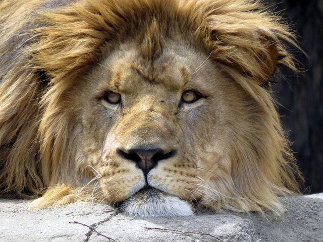 lion