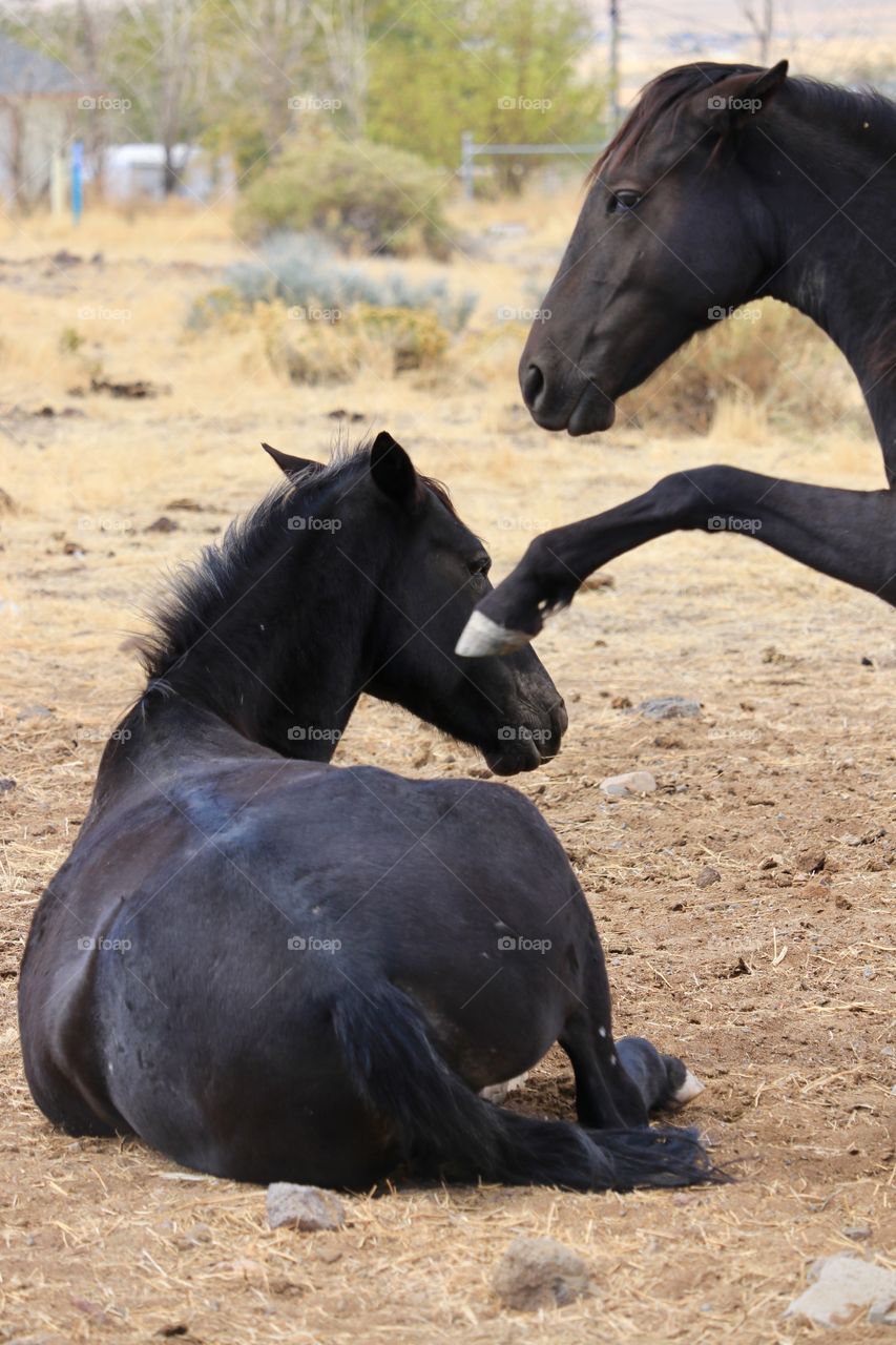 Wake up! Two black wild mustang colts interacting 