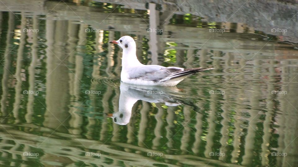 Beautiful Duck in an artificial lake.
