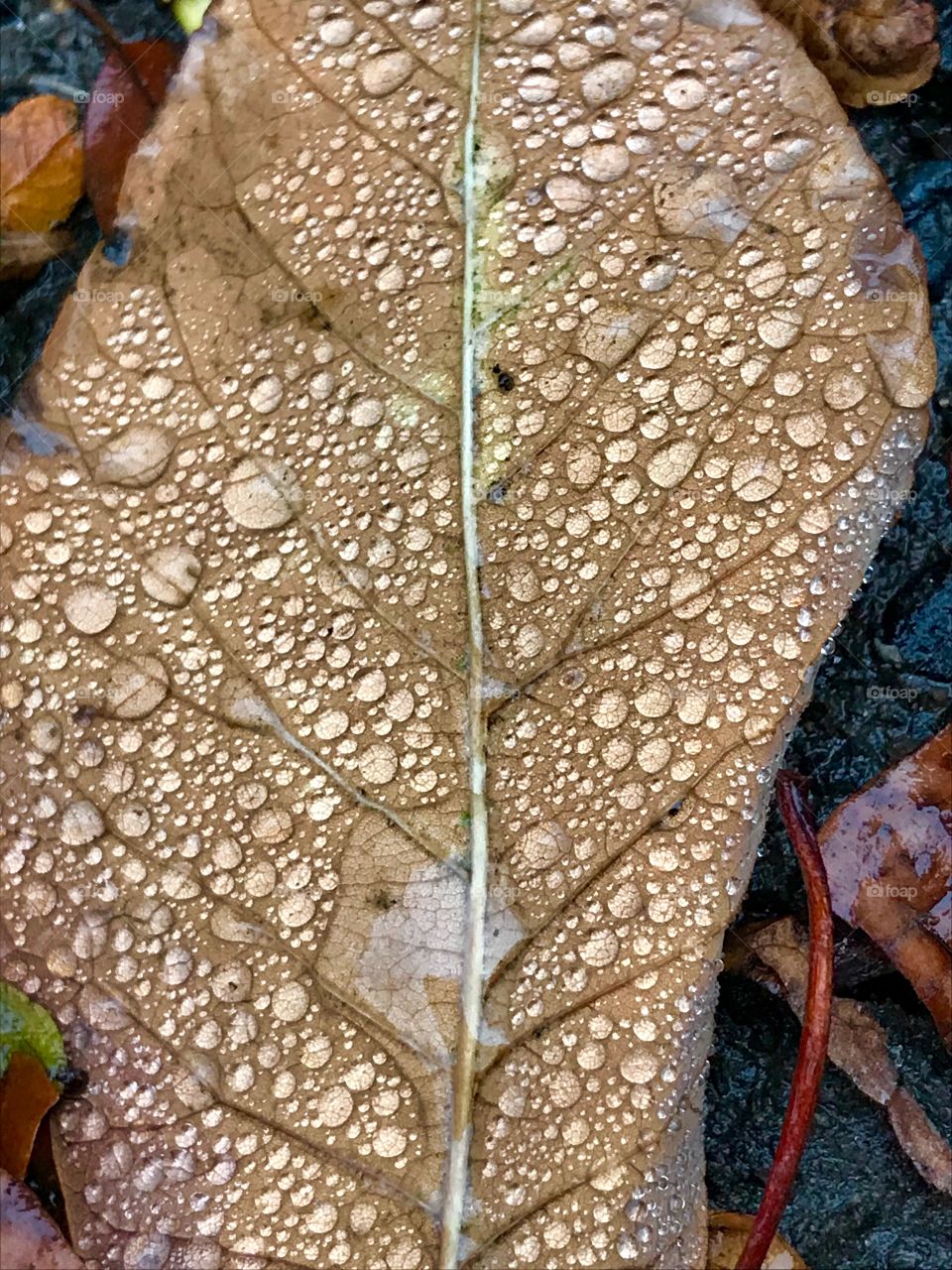 Leaf after the rain