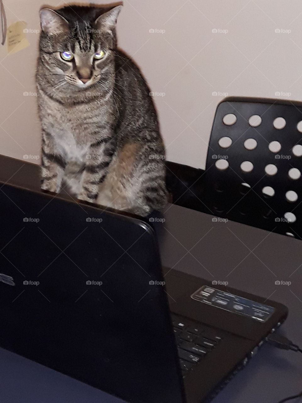 working hard, cat, pet, striped cat, table, chair, home office, work office, notebook, asus, asus notebook, lazy cat, boring cat, boring home office, officers, give me a work, black, white wall, office, office cat, office cat
