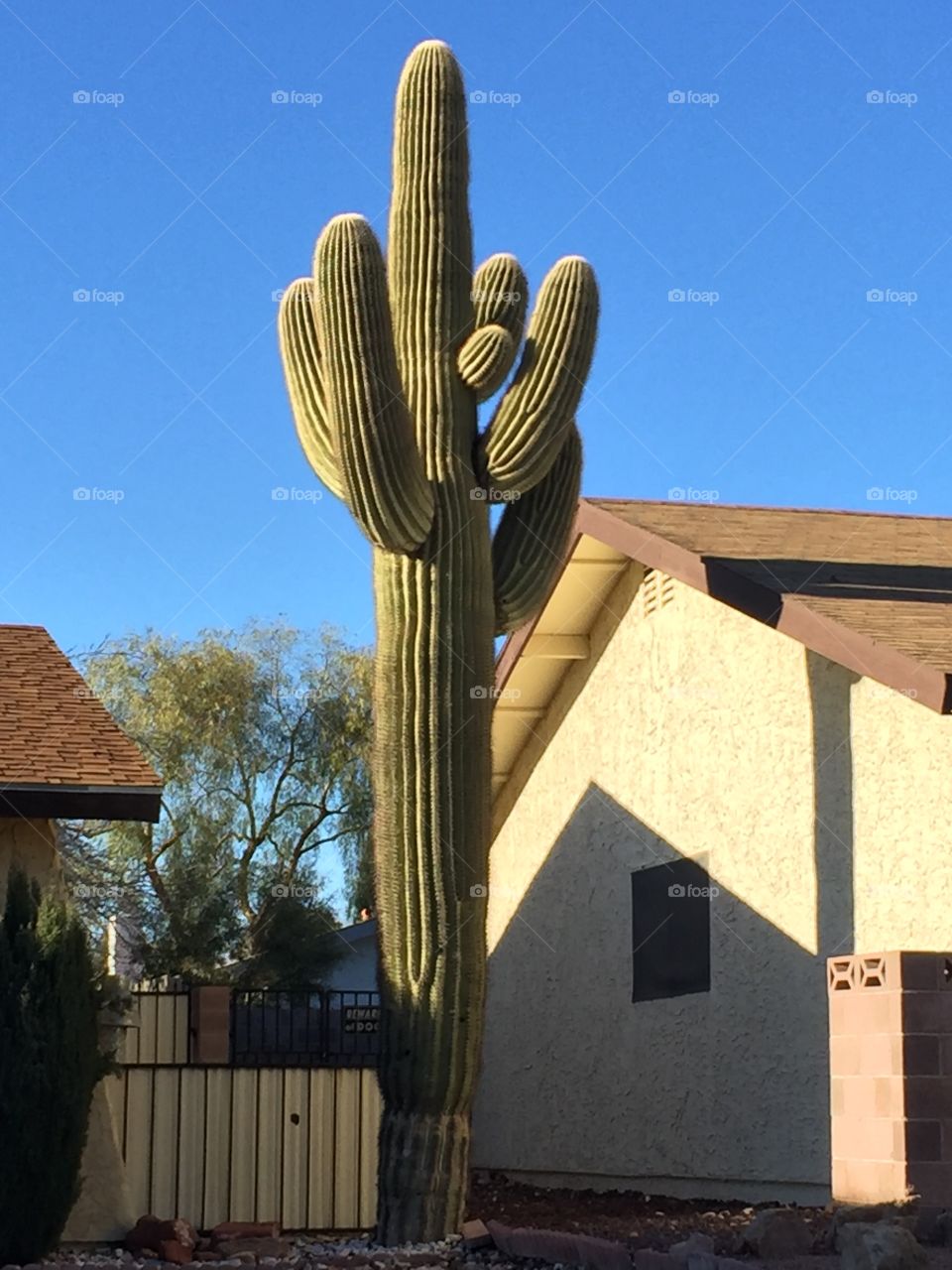 Huge cactus besides house