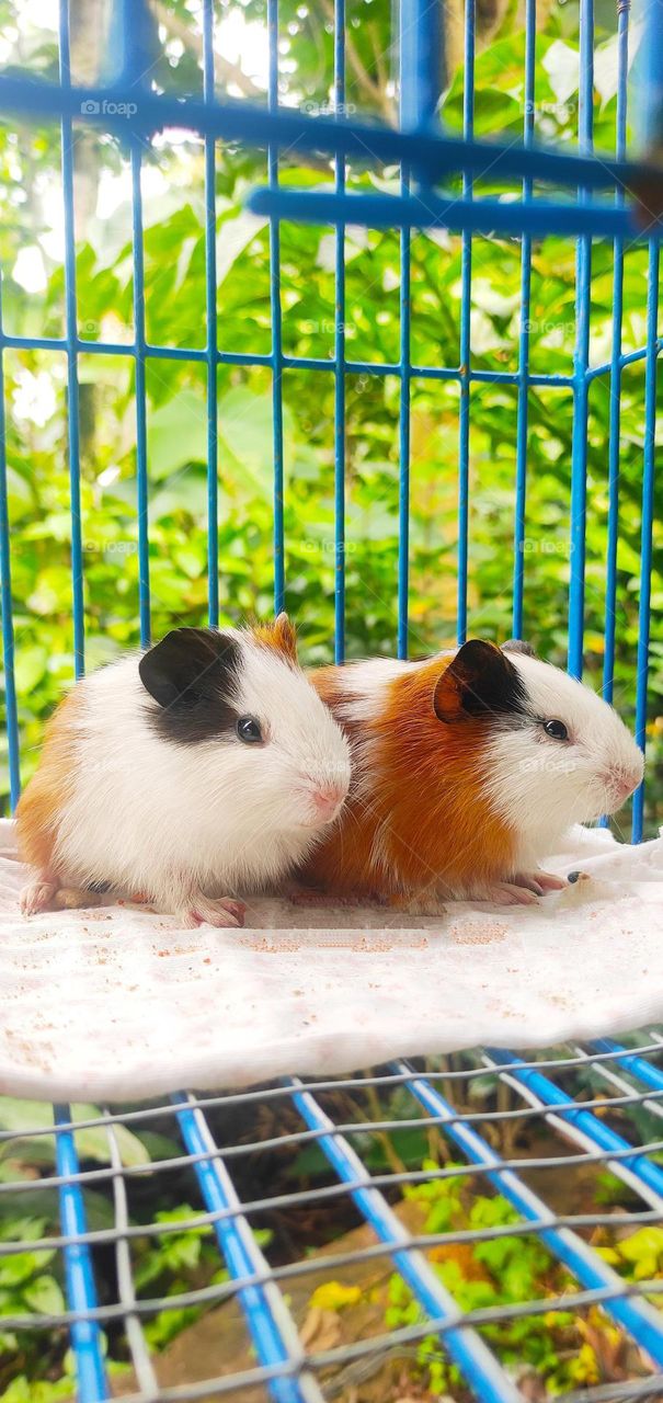 Guineapigs