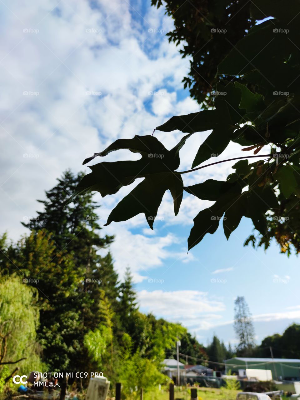 forest and trees series