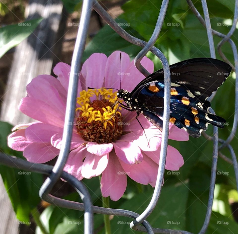 BEAUTIFUL COMBINATION- PINK ZINNIA AND BUTTERFLY 