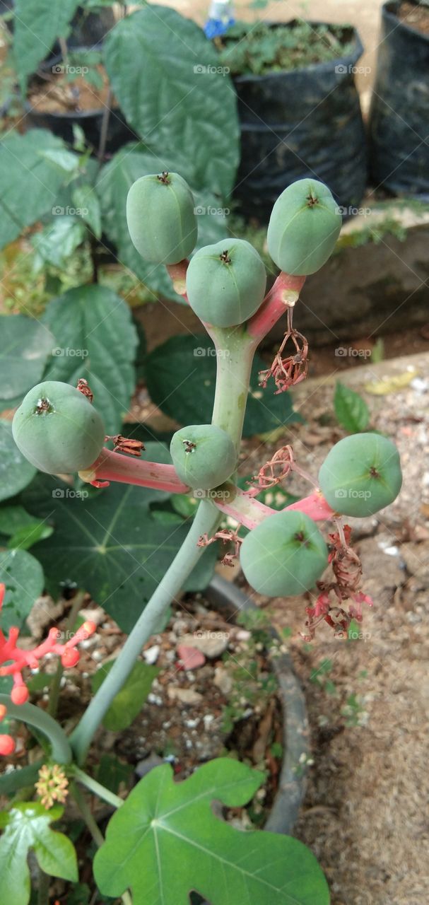 Jatropha podagrica/Jarak Bali is an upright herb that has medicinal properties, while this plant is relieving pain, anti-inflammation, eliminating swelling, removing toxins & reducing heat. Also known as the distance of the elephant's trunk. (s:wkpd)