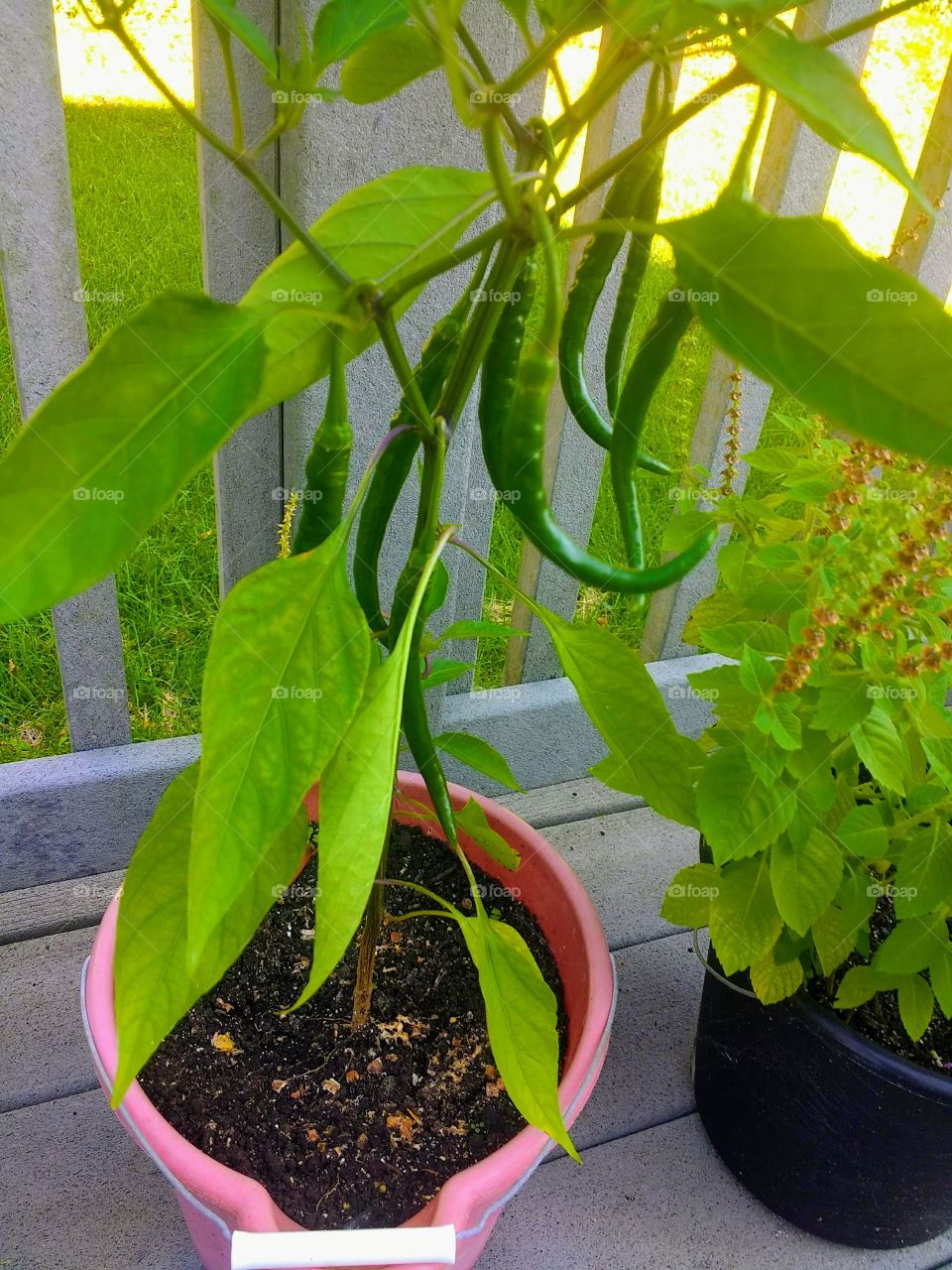 Beautiful Green Chillies ❤️❤️❤️ It's beautiful if we have our own organic veggies ❤️❤️❤️