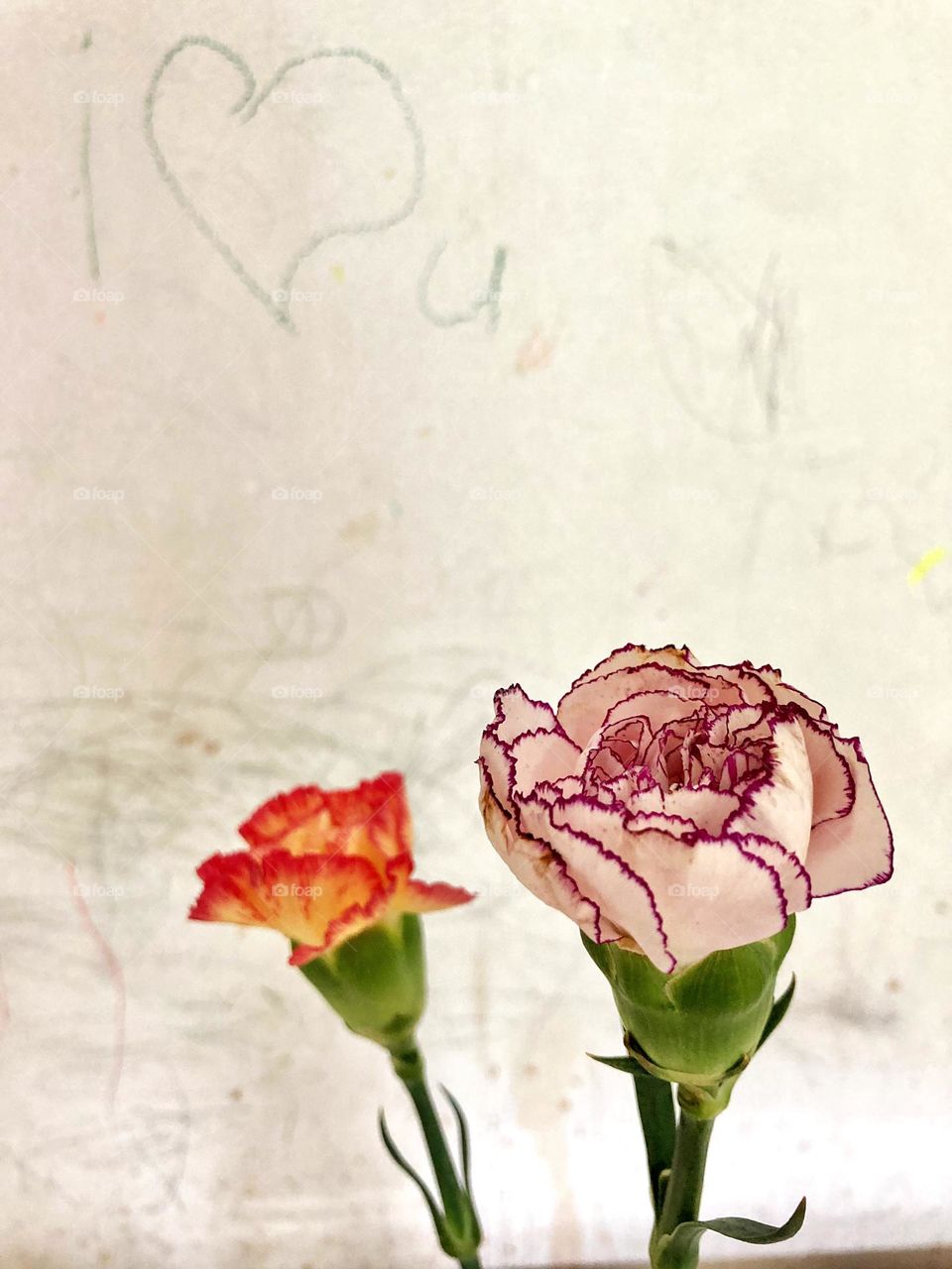 Carnation flowers against scribbled wall with the drawing of  ‘I love you’ 